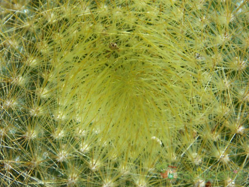 Una foto de Parodia haselbergii ssp. graessneri