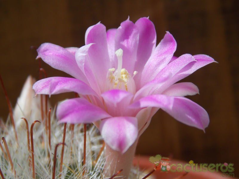 Una foto de Mammillaria longiflora