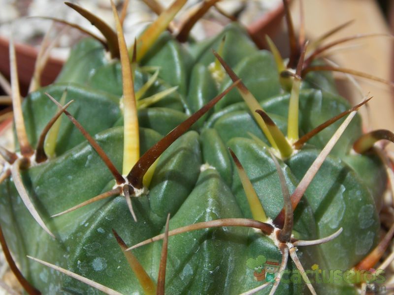 Una foto de Echinopsis tegeleriana