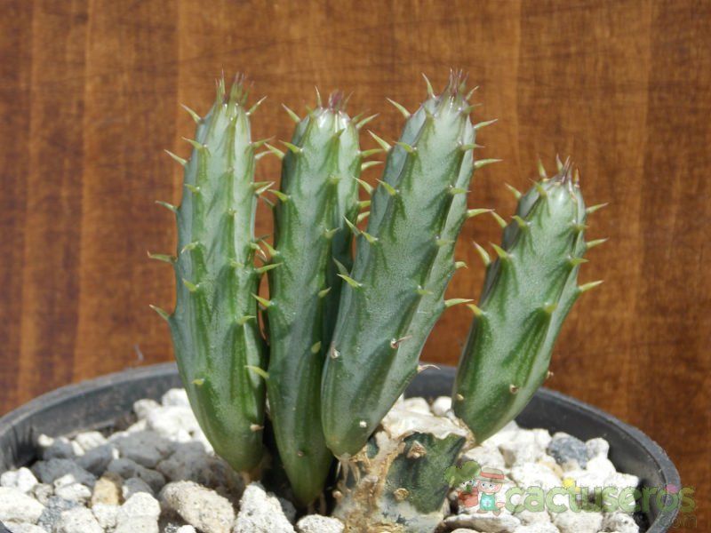 Una foto de Kleinia stapeliiformis