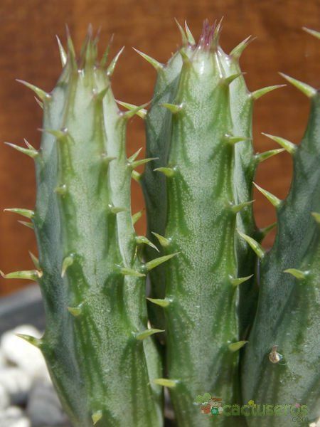 Una foto de Kleinia stapeliiformis