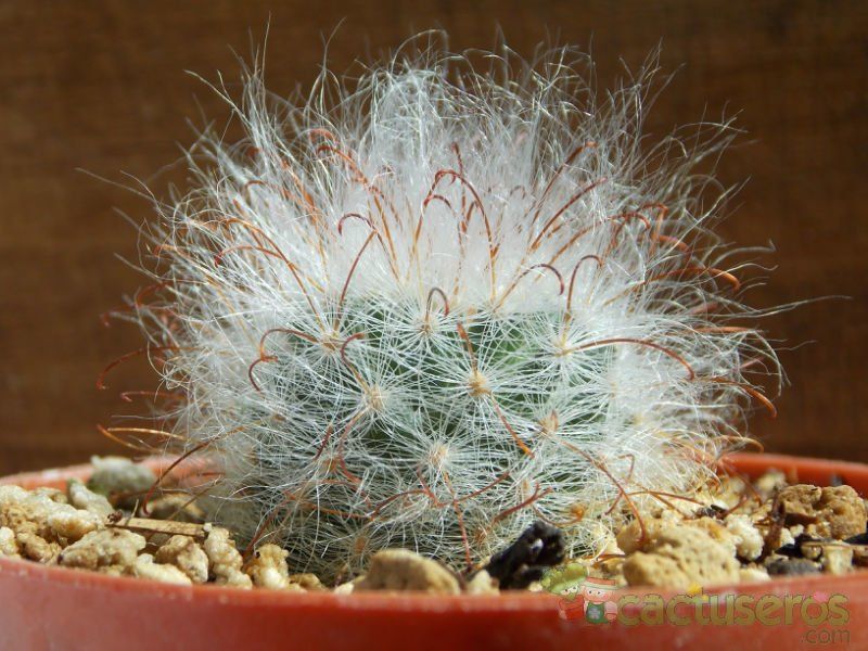 Una foto de Mammillaria guelzowiana