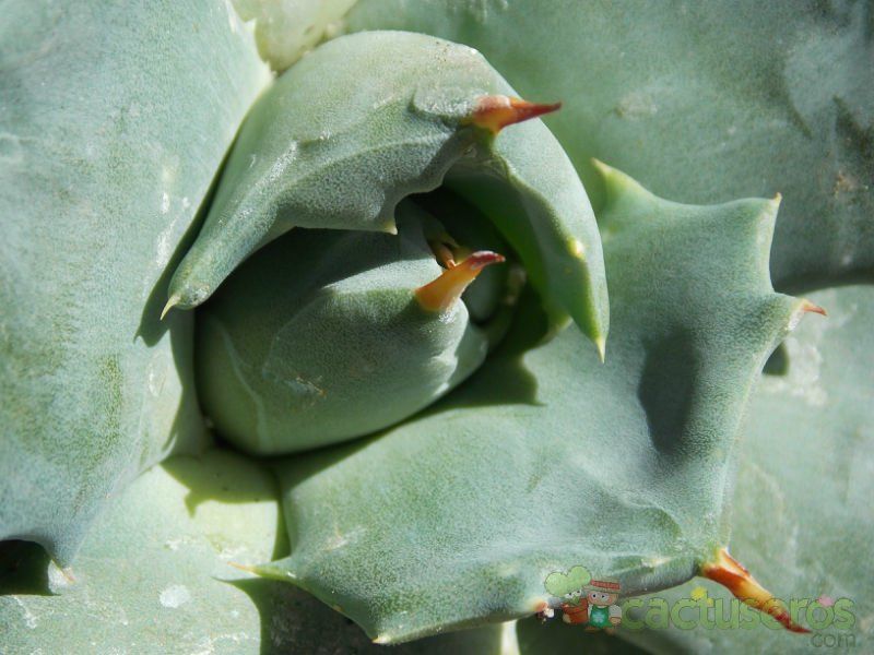 A photo of Agave potatorum cv. shoji raijin