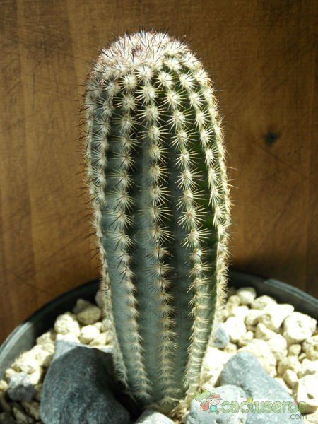 Una foto de Echinocereus reichenbachii var. fitchii 