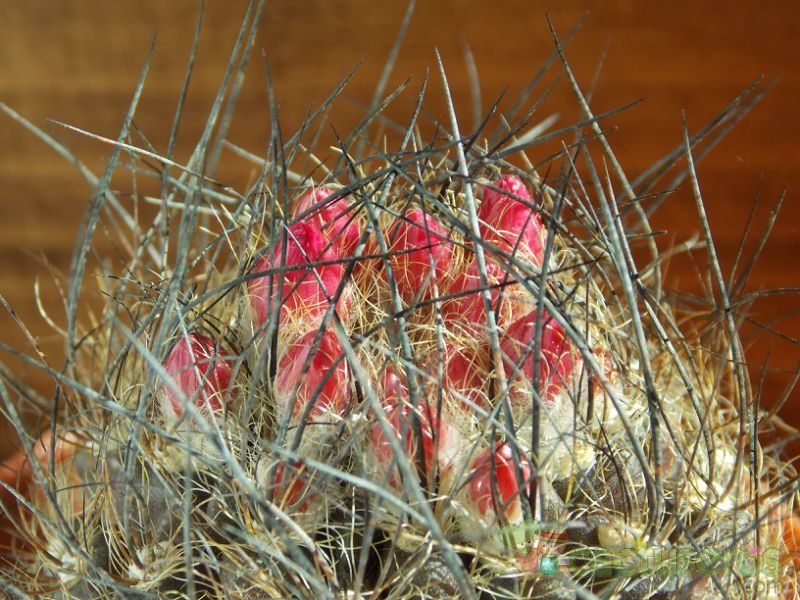 A photo of Eriosyce villosa