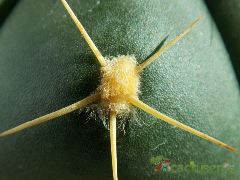 Una foto de Gymnocalycium horstii