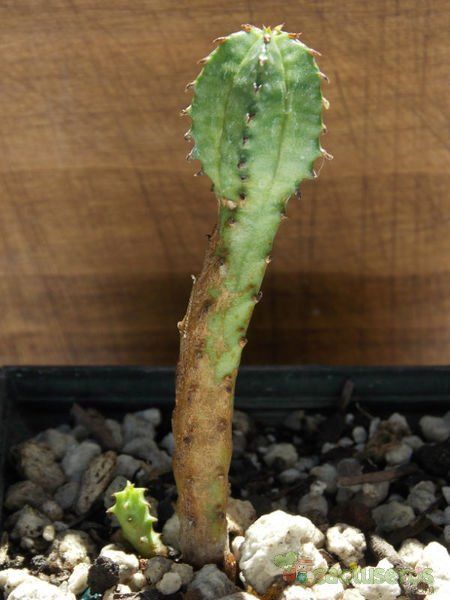 Una foto de Euphorbia jansenvillensis 