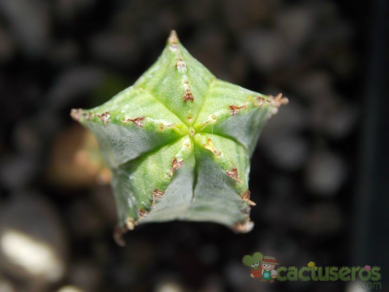 Una foto de Euphorbia jansenvillensis 