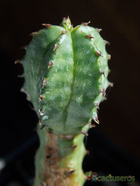 Una foto de Euphorbia jansenvillensis 