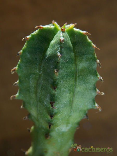 Una foto de Euphorbia jansenvillensis 
