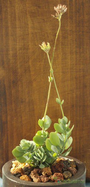 Una foto de Kalanchoe rotundifolia