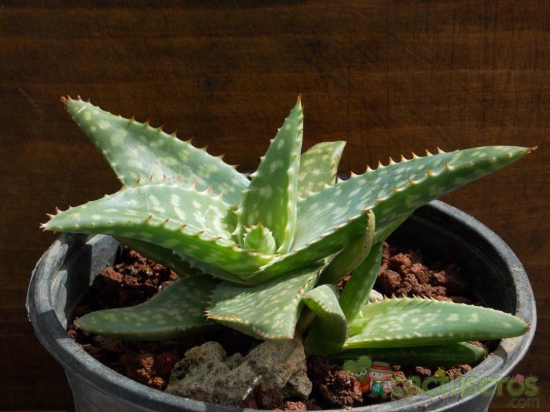 A photo of Aloe maculata