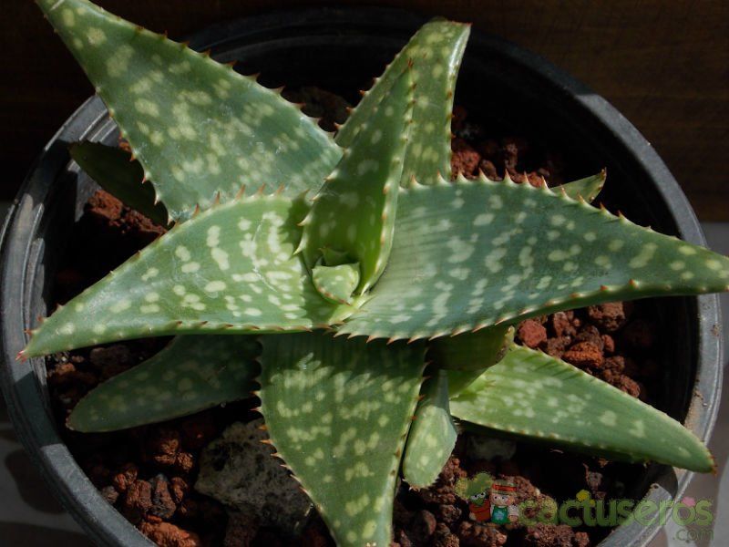 A photo of Aloe maculata