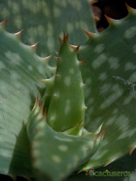 A photo of Aloe maculata