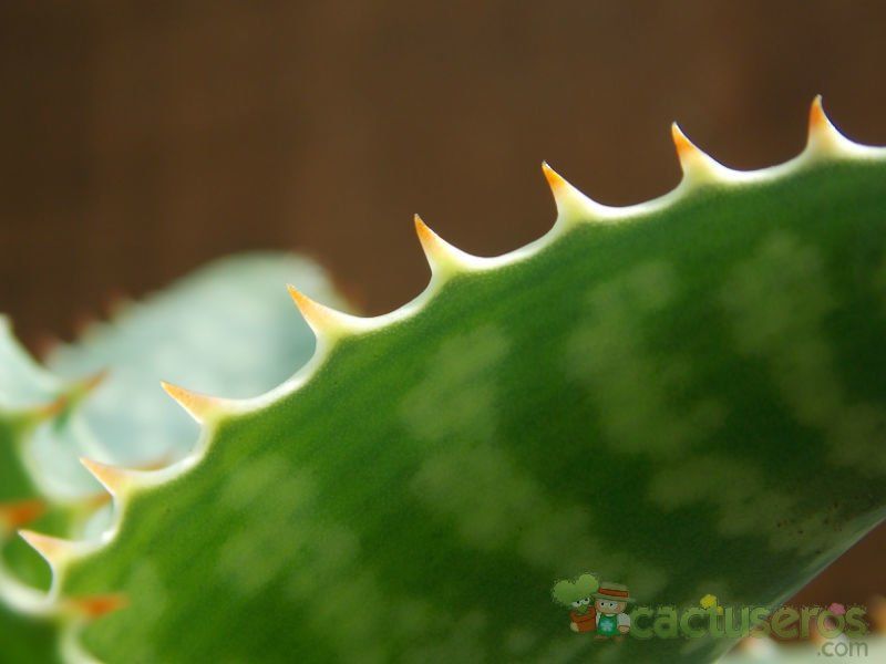 A photo of Aloe maculata