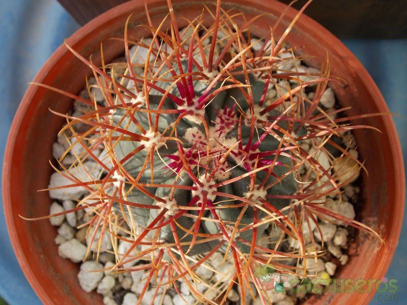 A photo of Ferocactus gracilis ssp. gatesii