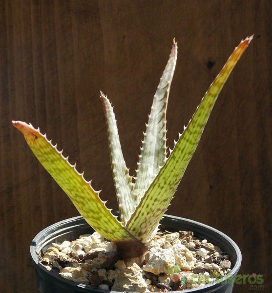 Una foto de Aloe pruinosa
