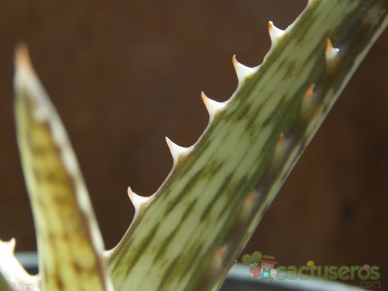 A photo of Aloe pruinosa