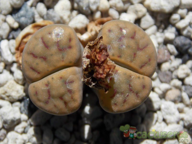 A photo of Lithops schwantesii ssp. schwantesii v. schwantesii