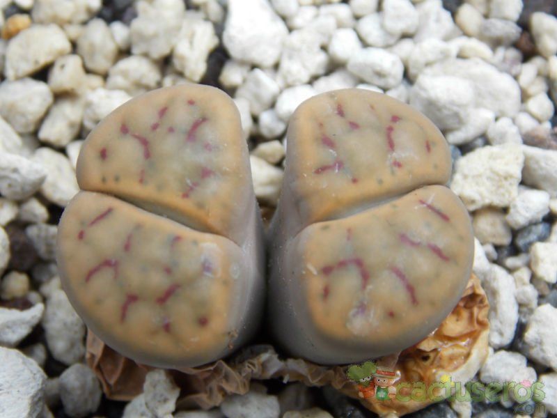 A photo of Lithops schwantesii ssp. schwantesii v. schwantesii