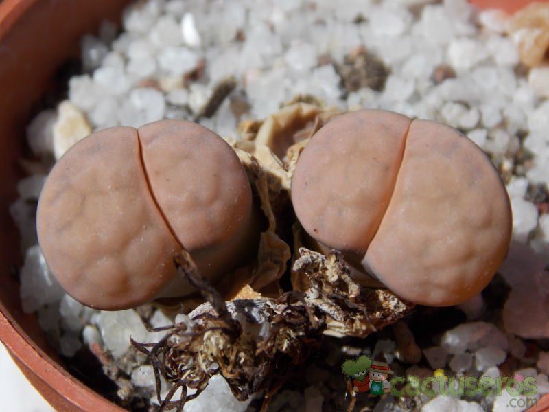 Una foto de Lithops karasmontana ssp. karasmontana