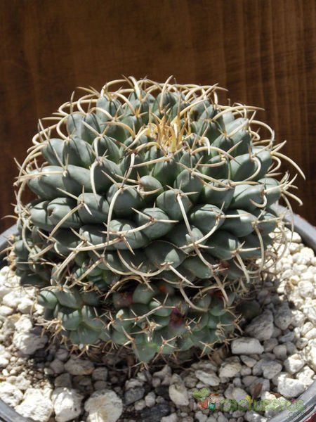 A photo of Mammillaria magnimamma