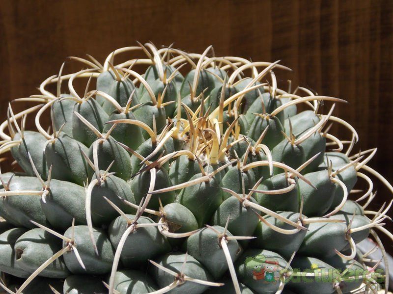 A photo of Mammillaria magnimamma
