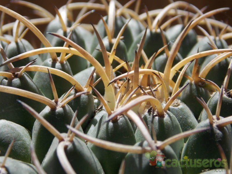 A photo of Mammillaria magnimamma