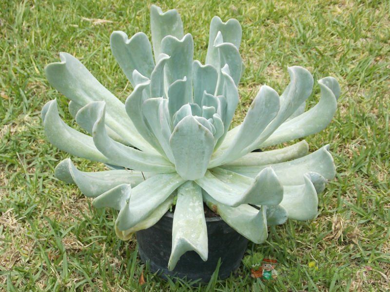 A photo of Echeveria runyonii cv. Topsy turvy 