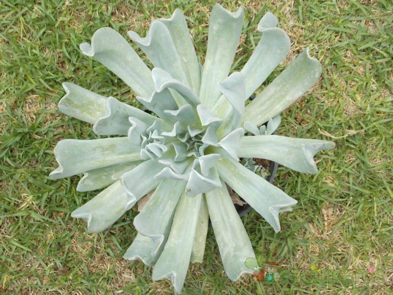 A photo of Echeveria runyonii cv. Topsy turvy 