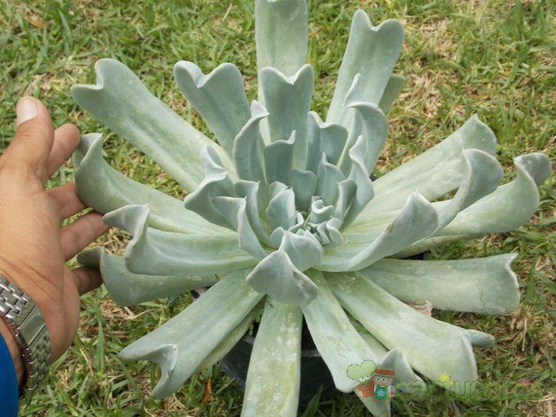 A photo of Echeveria runyonii cv. Topsy turvy 