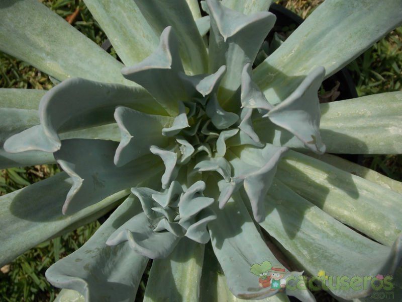 A photo of Echeveria runyonii cv. Topsy turvy 