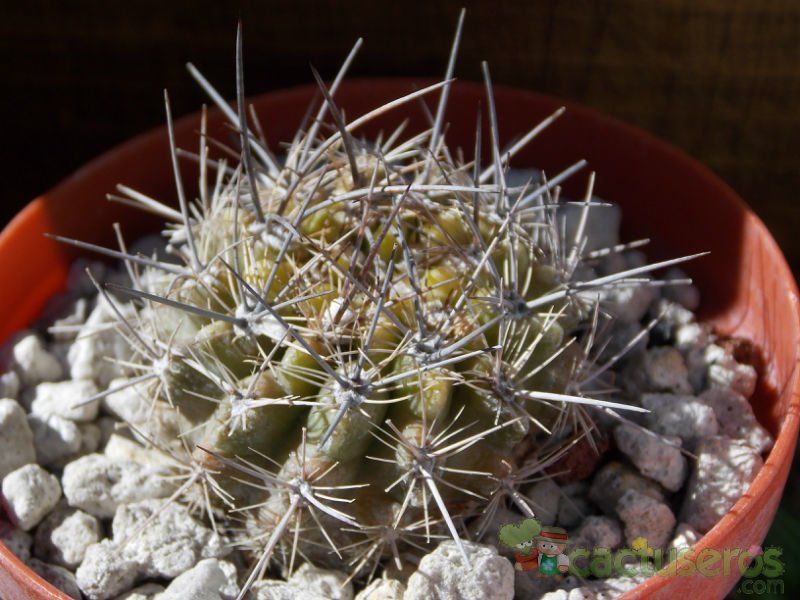 A photo of Eriosyce crispa ssp. atroviridis