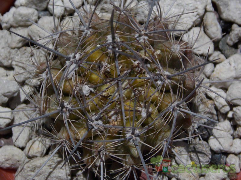 A photo of Eriosyce crispa ssp. atroviridis