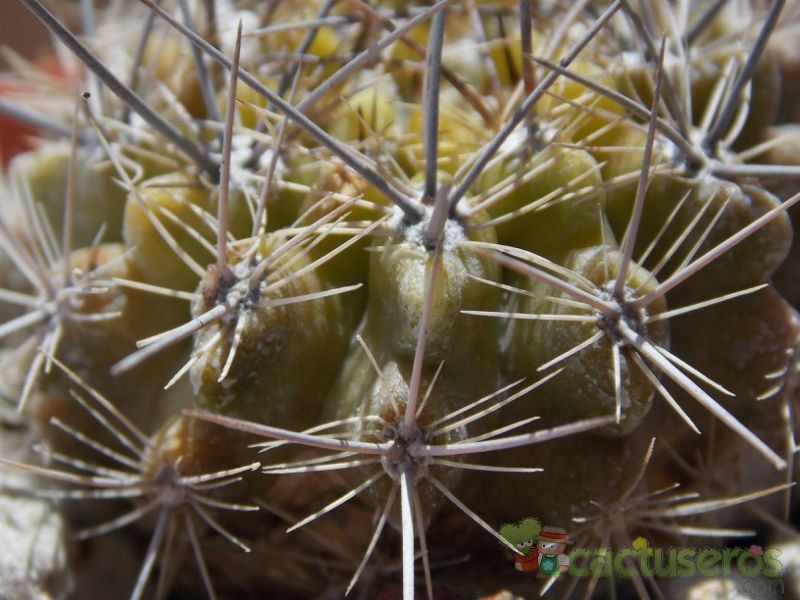 A photo of Eriosyce crispa ssp. atroviridis