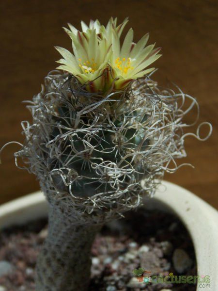 Una foto de Turbinicarpus pseudomacrochele ssp. minimus