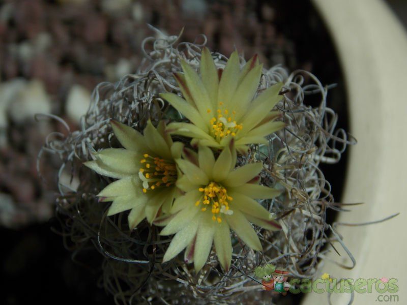 Una foto de Turbinicarpus pseudomacrochele ssp. minimus