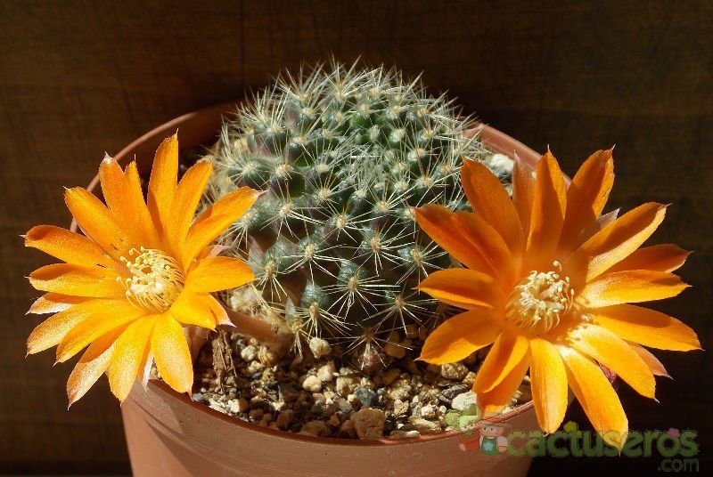 Una foto de Rebutia flavistyla