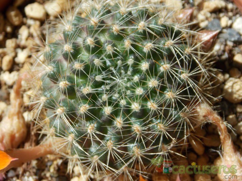 Una foto de Rebutia flavistyla