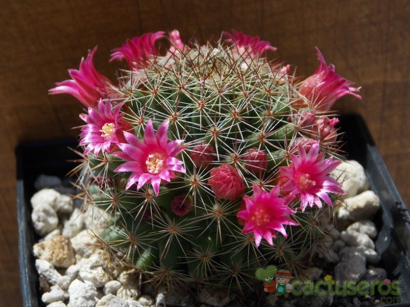 Una foto de Mammillaria nunezii