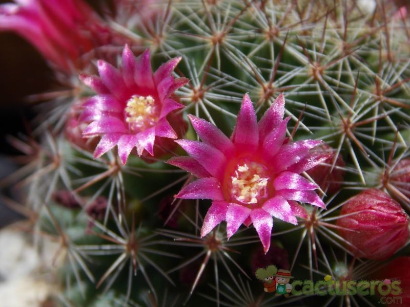 Una foto de Mammillaria nunezii