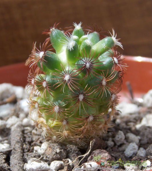Una foto de Mammillaria deherdtiana