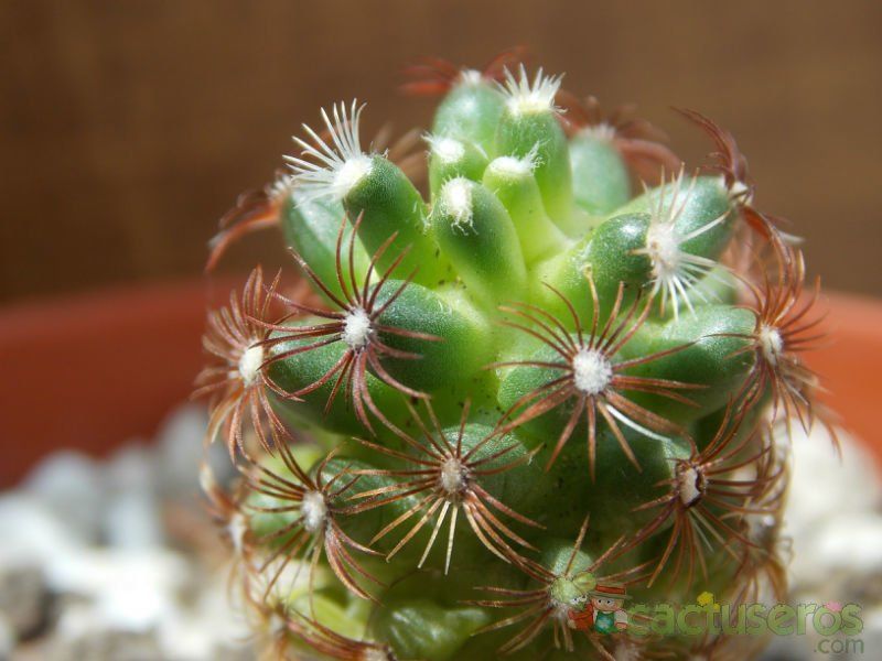 Una foto de Mammillaria deherdtiana