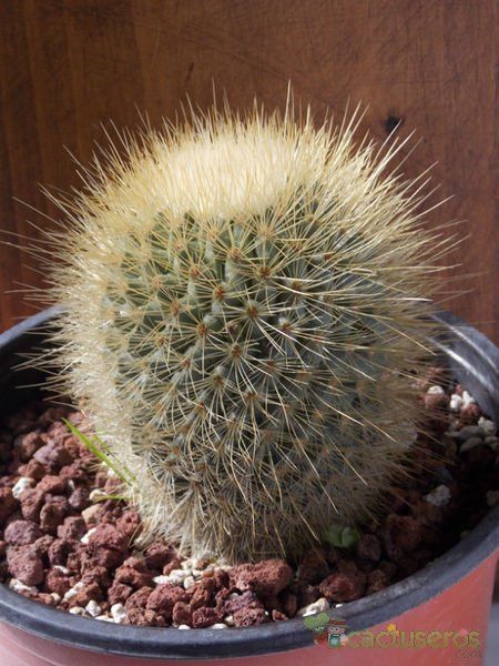 A photo of Mammillaria spinosissima ssp. tepoxtlana