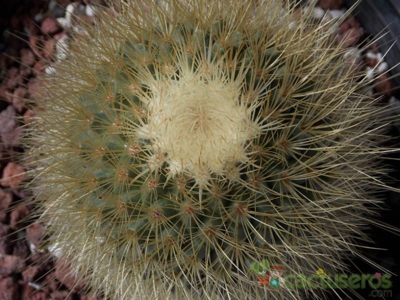 A photo of Mammillaria spinosissima ssp. tepoxtlana