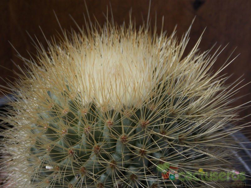 A photo of Mammillaria spinosissima ssp. tepoxtlana
