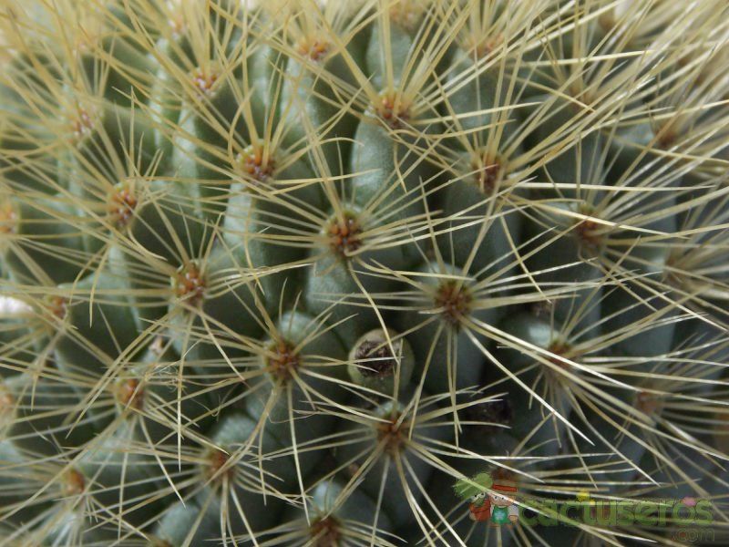 A photo of Mammillaria spinosissima ssp. tepoxtlana
