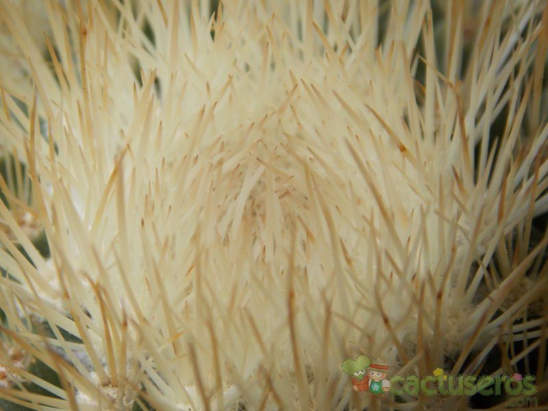 A photo of Mammillaria spinosissima ssp. tepoxtlana