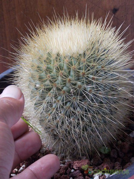 A photo of Mammillaria spinosissima ssp. tepoxtlana