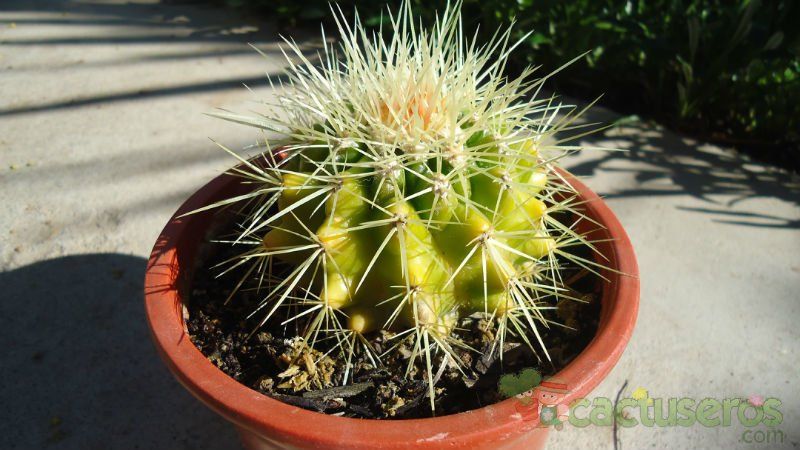 Una foto de Echinocactus grusonii